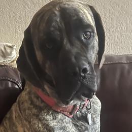 Mastiff All Grown Up from J and L Farms Mastiff’s