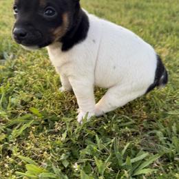 Girl 3 - Black tan and white female Rat Terrier puppy in Bee Branch, Arkansas from Rust Creek