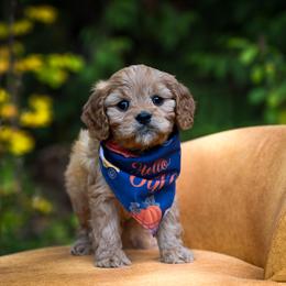 Cavapoo, Cockapoo, Labradoodle, and Poodle Puppies from Heavenly Puppies to Love