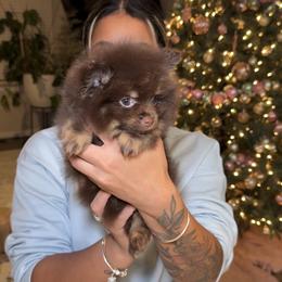 Comet - Chocolate male Pomeranian puppy in Newport News, Virginia from Nel’s Pomeranians