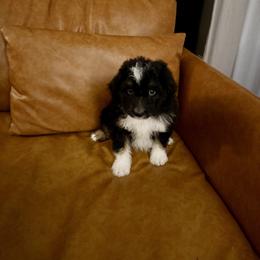 Darwin - Black phantom male Aussiedoodle puppy in Calhoun, Georgia from Happy Top Doodles