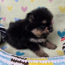 Ace - Black and tan male Pomeranian puppy in Wimberley, Texas from Pitter Patter Poms