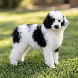 Panda - Parti male Poodle puppy in Los Angeles, California from Exquisite Doodles