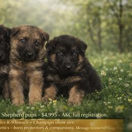 German Shepherd Puppies from Brooks High Quality Breeders