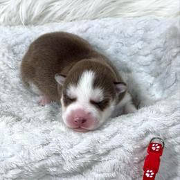 Emmett - Red and white male Siberian Husky puppy in Vail, Iowa from Homegrown Huskies