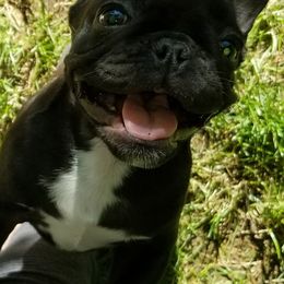 Bulldogs and French Bulldogs from Monica's Pups