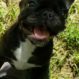 Bulldogs and French Bulldogs from Monica's Pups