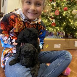 Poodle Puppies from D and D Standard Poodles