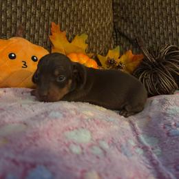 Rosey - Chocolate and tan female Dachshund puppy in Nashville, Georgia from Riverside Dachshund