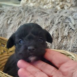 Snuggles - Black and white female Schnoodle puppy in Arkansas from Harper's Pups