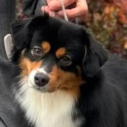 Izzy - Miniature American Shepherd