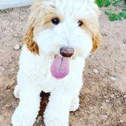 Goldendoodles from Az Honeydoodles