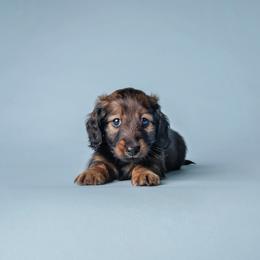 Wendy - Red female Dachshund puppy in Danbury, New Hampshire from Maplewood Mountain Farm