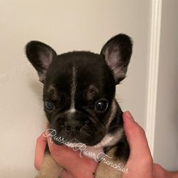 French Bulldog Puppies from Russian River Frenchies