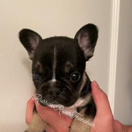 French Bulldog Puppies from Russian River Frenchies