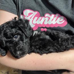 Bark Vader - male Golden Mountain Doodle puppy in Puyallup, Washington from Majestic Mtn Pups