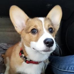 Pembroke Welsh Corgis from Rusek Corgis