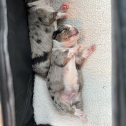 Miniature Australian Shepherd and Toy Australian Shepherd Puppies from Columbia Coast Toy & Mini Aussies