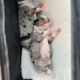 Miniature Australian Shepherd and Toy Australian Shepherd Puppies from Columbia Coast Toy & Mini Aussies