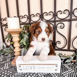Mars - Brown and white male Aussiedoodle puppy in Beaver, Utah from Rocky Ridge Ranch