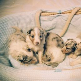 Cane Corso and Shetland Sheepdog Puppies from Redemption Kennels