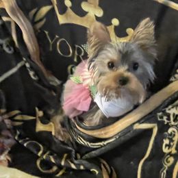 Yorkshire Terrier Puppies from Joy Riley's Yorkies