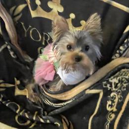 Yorkshire Terrier Puppies from Joy Riley's Yorkies