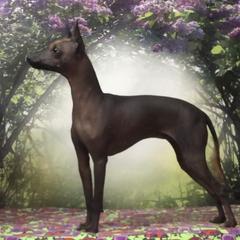 Xoloitzcuintli and Yorkshire Terrier Puppies from Terrifical Yorkies and Xoloitzquintli (toy)