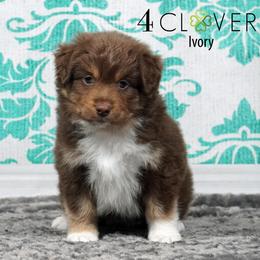 Ivory - Red tri-color female Miniature American Shepherd puppy in Carlisle, Pennsylvania from 4 Clovers Kennel