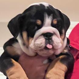 Bulldog and French Bulldog Puppies from Jhuntfrenchies