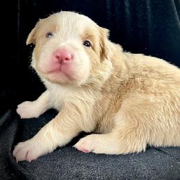 Gold Girl 2 - White and gold female Border Collie puppy in Powell Butte, Oregon from Cascades Border Collies