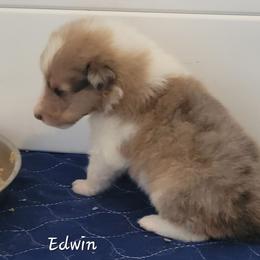 Edwin - Sable and white male Collie puppy in Mattoon, Illinois from Gold Leaf Collies