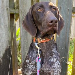 Josie - German Shorthaired Pointer