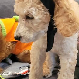 Poodle Puppies from Simply Standard Poodles