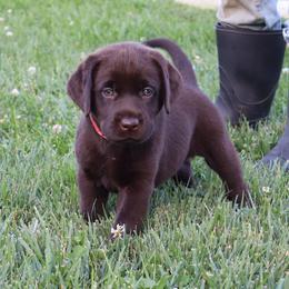 Brooke - Chocolate female Labrador Retriever puppy in Camden, Indiana from Camden's Caring Canines