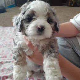 Willow - Aussiedoodle puppy in Soap Lake, Washington from Desert Rose Doodles
