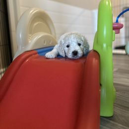 Goldendoodle Puppies from Doodle Love