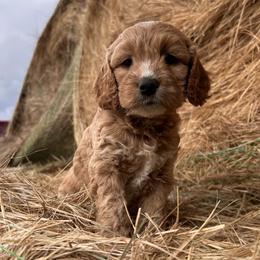 Bambi - Cream female Goldendoodle puppy in Washington from 7 Sisters Cockapoos