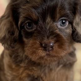 Cavalier King Charles Spaniels and Cavapoos from By Design Doodles