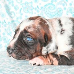 Lovey - Red merle Catahoula Leopard Dog puppy in Potsdam, New York from Spot On Catahoula Leopard Dogs