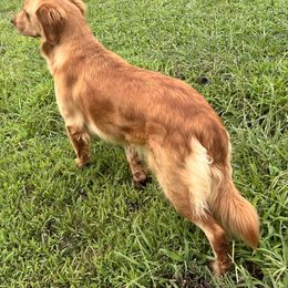 Rosie - Golden Retriever