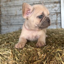 Pink collar girl - Blue fawn female French Bulldog puppy in Brooksville, Florida from Post Farm Rottweilers & French Bulldogs
