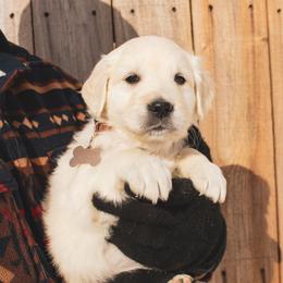 Carmel - Light golden male Golden Retriever puppy in Mason, Michigan from Sweet Breeze Acres