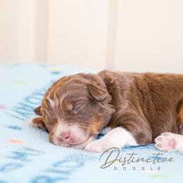 Flake - Red tri-color male Aussiedoodle puppy in Kennesaw, Georgia from Distinctive Doodle