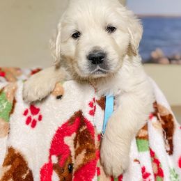 Golden Retriever Puppies from Red Prairie Retrievers