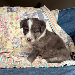 Sapphire - Blue merle female Border Collie puppy in Centerton, Arkansas from Chappell Breeding