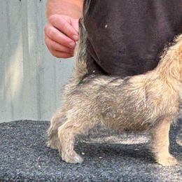 Jill - Cream female Cairn Terrier puppy in Mountain Grove, Missouri from CreekTop