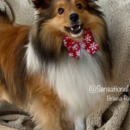 Shetland Sheepdogs and Toy Shetland Sheepdogs from Sensational Shelties