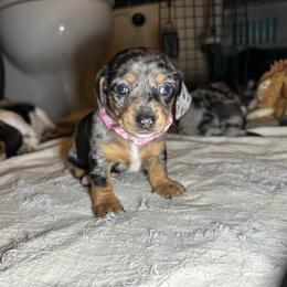 Meeny - Dapple female Dachshund puppy in Henrico, Virginia from All About Pets