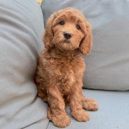 Rex - Apricot male Goldendoodle puppy in Twin Falls, Idaho from Magic Valley Family Doodles